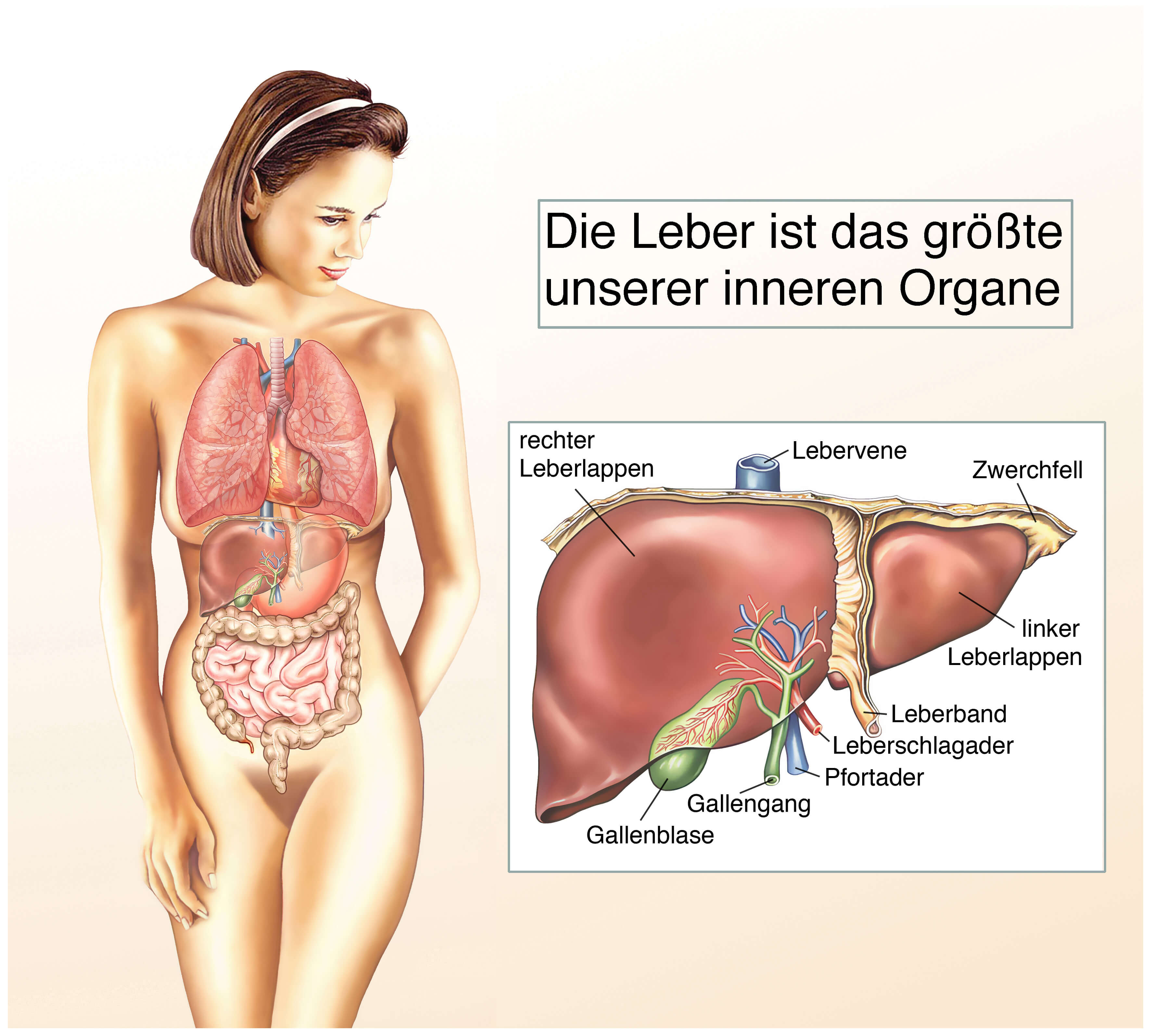 Leber entgiften